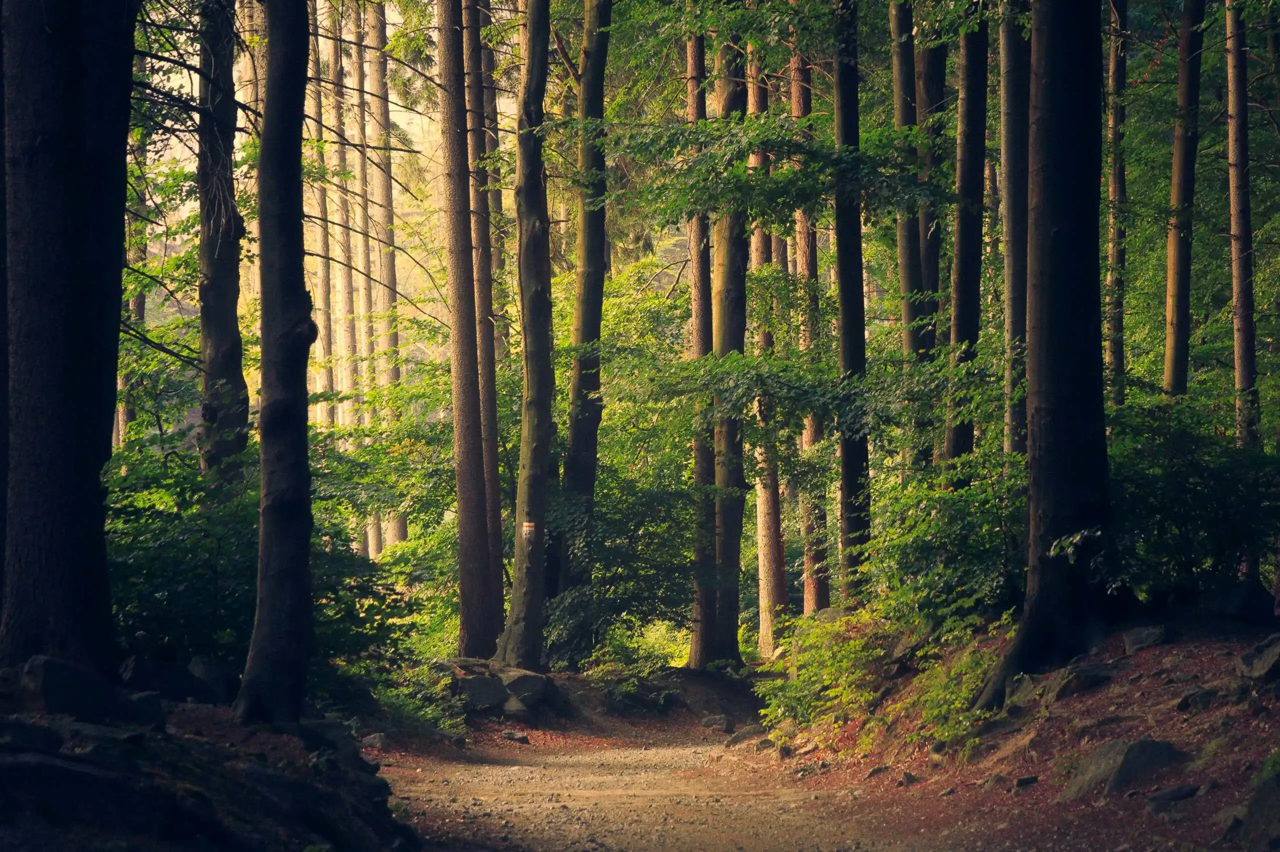 Old Growth — Inside the Hoh Rainforest